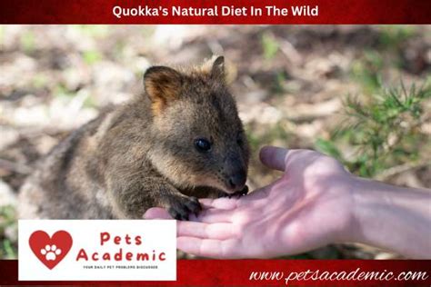 what is a quokkas diet.